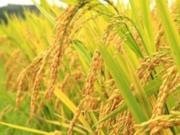 Mô hình sản xuất lúa nếp xoắn theo tiêu chuẩn VietGap mở ra hướng đi mới trong nâng cao năng suất cây trồng, cung cấp sản phẩm nông nghiệp có giá trị gia tăng cao, bền vững, góp phần nâng cao đời sống kinh tế cho bà con nông dân.