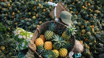 Tuyệt đẹp mùa thu hoạch dứa Quỳnh Lưu