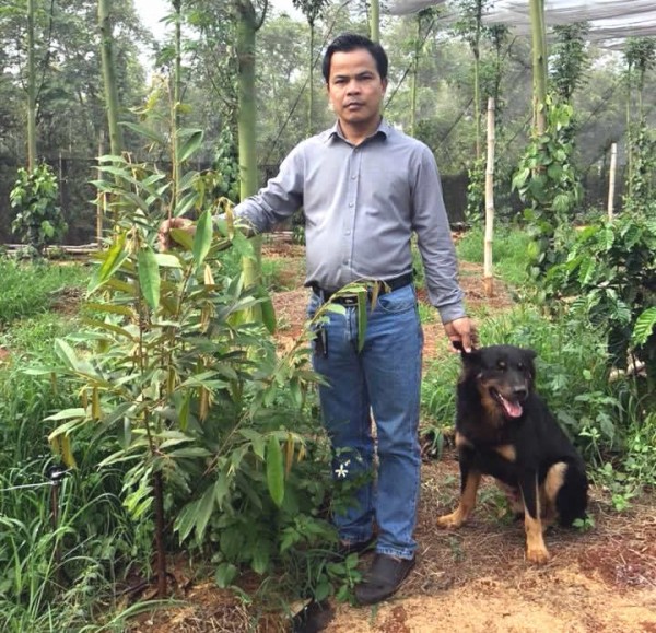 Giác mơ sầu riêng Musang King