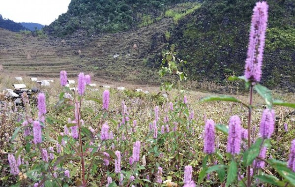 Nghề nuôi ong trên cao nguyên đá Hà Giang