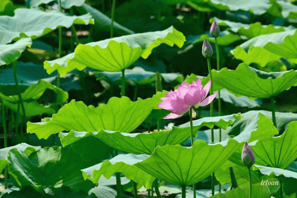 Hà Nội rộn ràng mùa sen