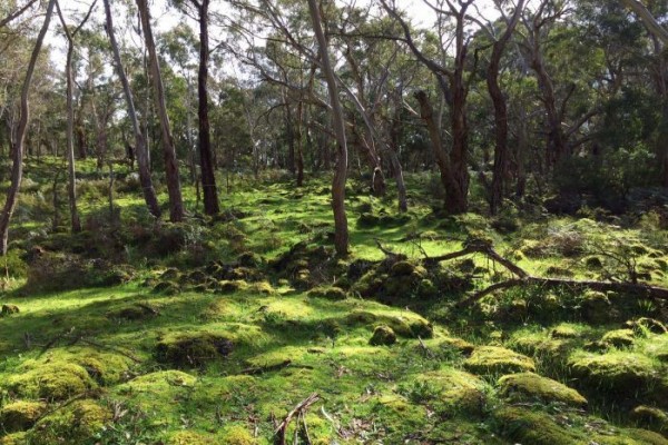 Khu văn hóa thổ dân Budj Bim của Australia được công nhận là di sản thế giới