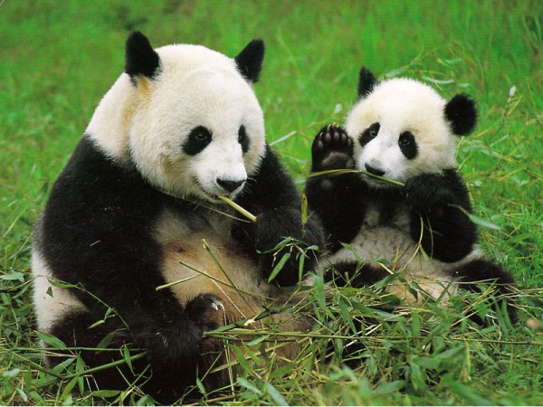Khu bảo tồn Gấu trúc lớn Tứ Xuyên