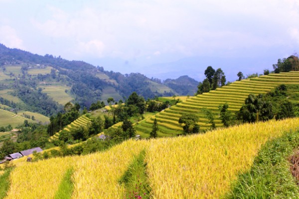 Hà Giang: Dấu ấn "Trên những bậc thang vàng"