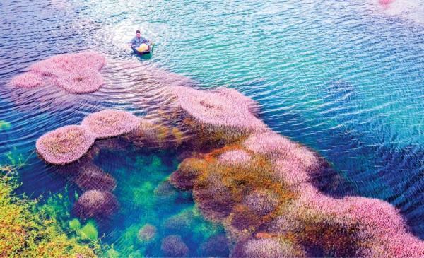 Lãng mạn hồ tảo hồng ở B'lao