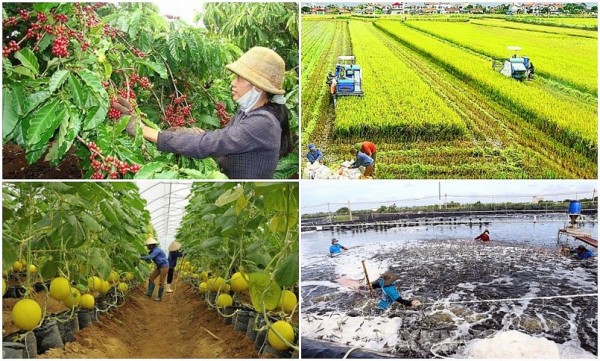 Hướng dẫn hỗ trợ phát triển sản xuất nông nghiệp