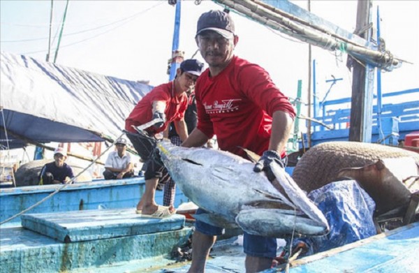 Bình Định: Quảng bá thương hiệu Cá ngừ đại dương qua lễ hội