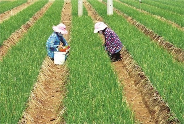 Sóc Trăng: Nông dân Vĩnh Châu phấn khởi khi năng suất và giá bán hành tím đều cao