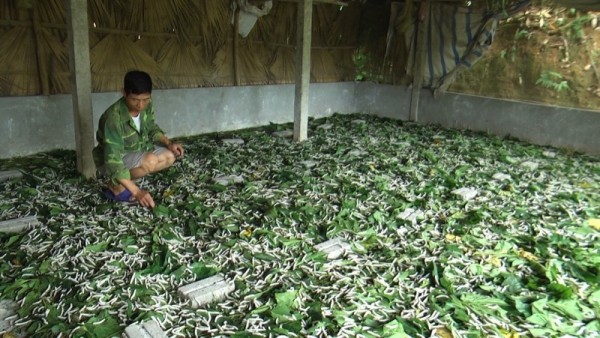 Nghề trồng dâu nuôi tằm đã và đang góp phần xóa đói giảm nghèo trong nông nghiệp, nông thôn. (Ảnh: VOV)