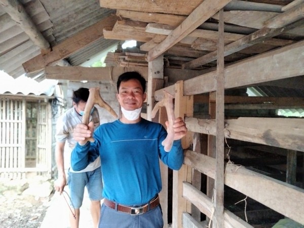 Mùa thu hoạch “lộc nhung” ở thủ phủ nuôi hươu tại Hà Tĩnh