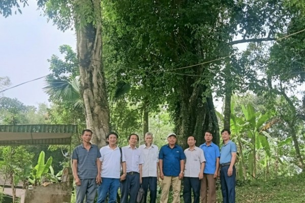 Cây thị trên ngàn năm tuổi-Chứng tích lịch sử chống giặc Minh của nghĩa quân Lê Lợi bị lãng quên