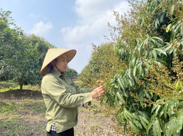 Người dân xã Tam Đa (Phù Cừ) chăm sóc vườn vải