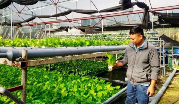 Khởi nghiệp làm giàu từ mô hình trồng rau thủy canh kết hợp nuôi cá