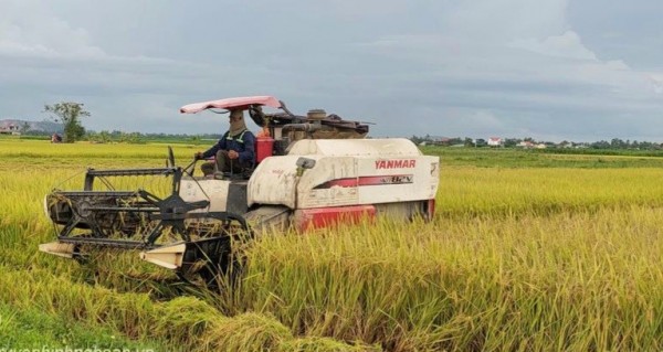 Nông dân Diễn Châu bắt đầu xuống đồng thu hoạch lúa Xuân