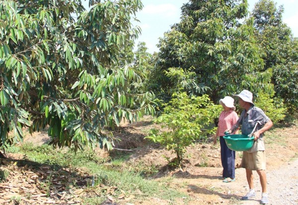 Xây dựng vùng Đồng Tháp Mười thành nơi sản xuất nguyên liệu cây ăn quả chất lượng cao