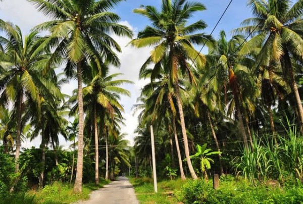 Bến Tre: Diện tích trồng dừa tăng lên hơn 78.000 ha