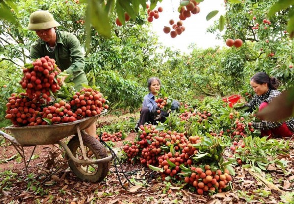 Vải thiều Việt Nam tiếp tục khẳng định thương hiệu tại các thị trường khó tính trên thế giới