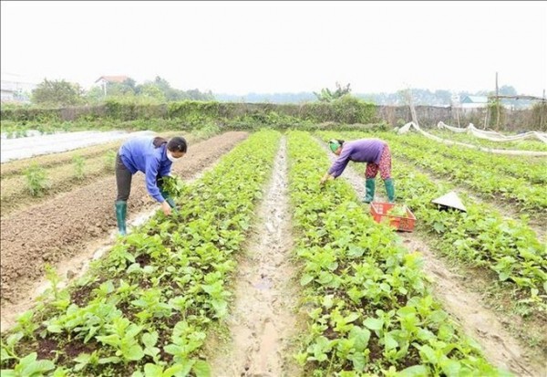 Phát triển chuỗi rau hữu cơ ở Thanh Xuân - Hà Nội
