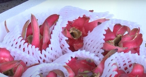 Sản phẩm thanh long ruột đỏ của Sơn La chinh phục thị trường thế giới