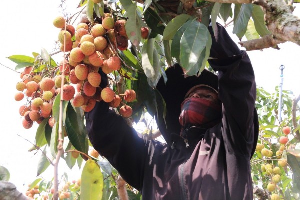 "Xuất ngoại" sang Anh, vải u hồng Việt Nam được bán với giá hơn 400.000 đồng/kg