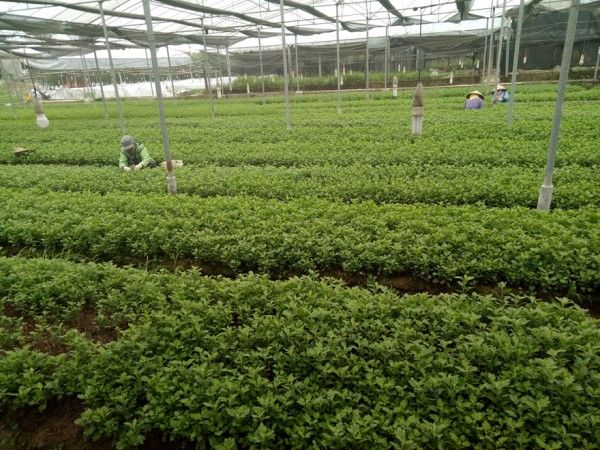 Đông Anh phát triển vùng rau an toàn