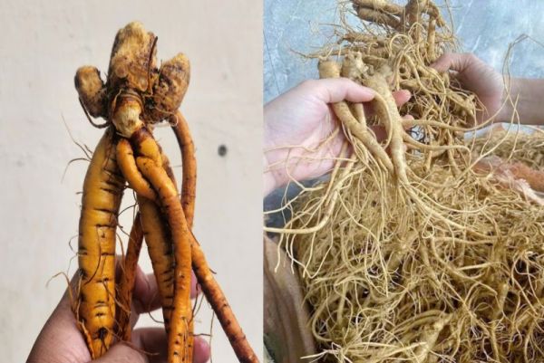 PHÁT HIỆN LOÀI SÂM QUÝ TẠI ĐẢO NGỌC PHÚ QUỐC