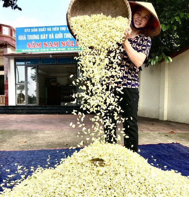 Thu hoạch hoa Sâm của nông dân tại thôn Đồng Sen, xã Việt Lập. (Ảnh: sonnptntbac.bacgiang.gov.vn)