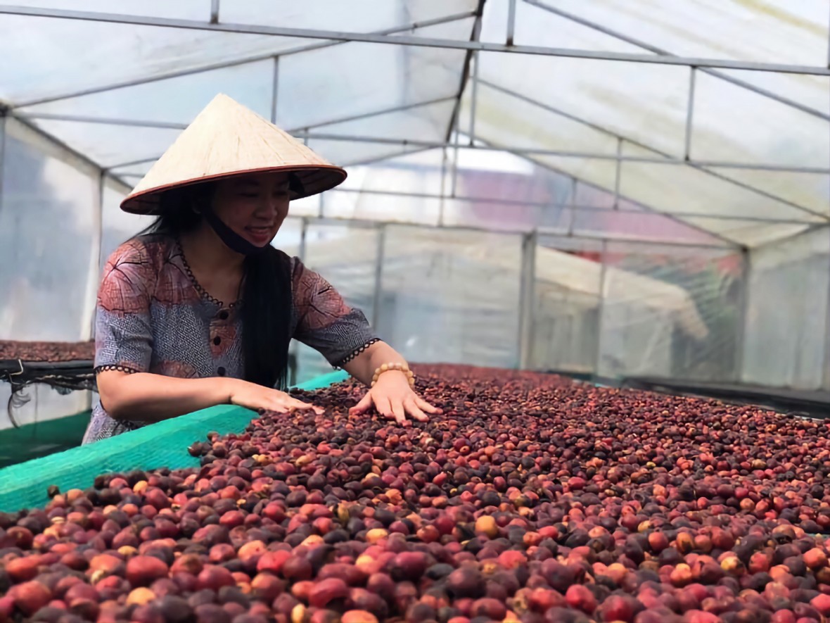 Nguyên liệu cà phê luôn được chú trọng ngay từ những khâu thu, haisi, phơi khô