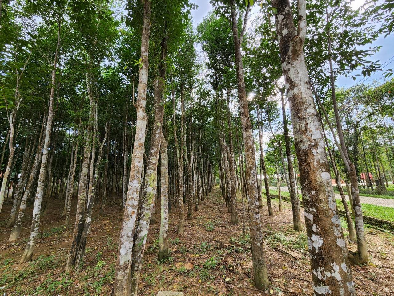 Cây gió trầm mang lại hiệu quả kinh tế cao cho nhiều hộ gia đình tại xã Phúc Trạch. Ảnh: N. Duyên.