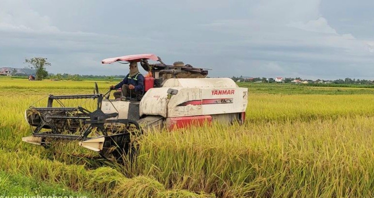 Nông dân Diễn Châu bắt đầu xuống đồng thu hoạch lúa Xuân